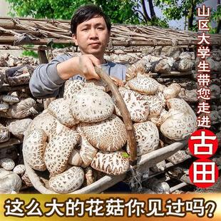 大花菇干货8-11CM古田农家特产天然椴木仿野生剪脚香菇500g送礼