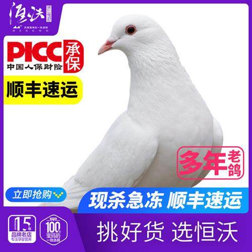 现杀多年老鸽1只装老鸽子肉生鲜新鲜土鸽月子餐整鸽子煲汤炖久