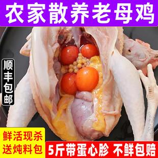 正宗新鲜老母鸡散养农家下蛋鸡走地鸡土鸡肉炖汤黄油老母鸡一整只