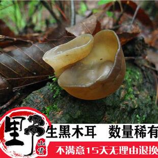 500g野生小碗耳黑木耳干货野生木耳通江椴木木耳糯无硫天然软糯