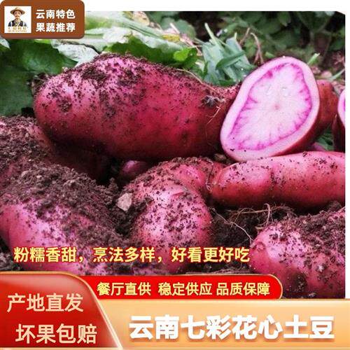 红皮花心洋芋七彩土豆云南特产新鲜蔬菜餐厅零售火锅美食