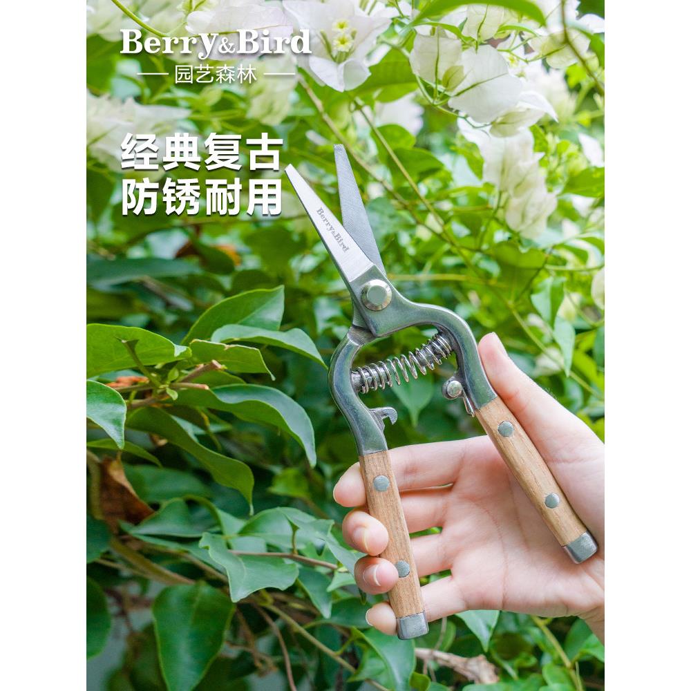 采购产品浆果和鸟园艺森林不锈钢家用剪刀修剪,切花,插花,绿色