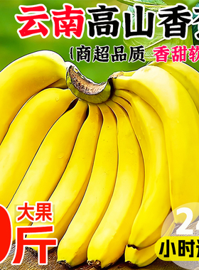 正宗云南高山香蕉新鲜水果10斤现摘芭蕉小米焦批发整箱包邮自然熟