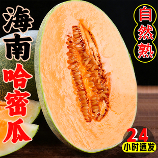 正宗海南哈密瓜新鲜水果9斤哈密瓜整箱包邮牛奶甜瓜网纹蜜瓜现摘