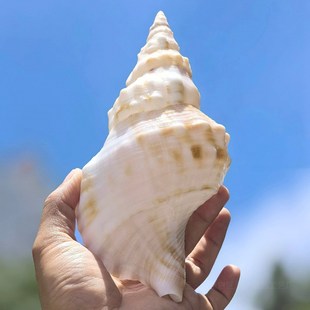 超大海螺贝壳特大白蛙螺白法螺海星鱼缸造景道具饰品可听大海声音