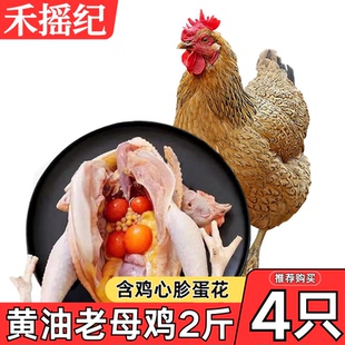2年黄油老母鸡走地鸡土鸡淘汰蛋鸡农家散养新鲜现杀炖汤商用批发
