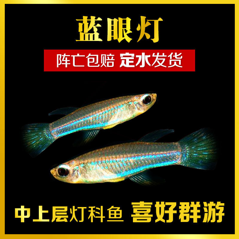 热带鱼观赏鱼淡水鱼灯科鱼鱂鱼女王蓝眼灯鱼草缸群游小型鱼活体