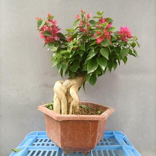 三角梅步步高红花庭院室内老桩小叶提根常绿长花期阳台场地直销