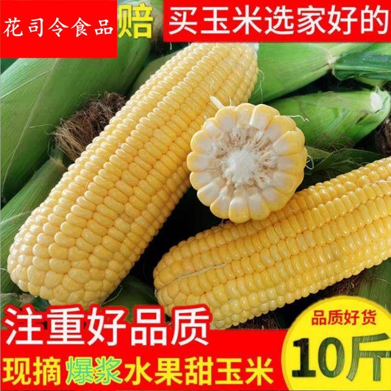 云南水果玉米5斤9斤包邮当季新鲜脆甜玉米棒牛奶包谷甜玉米整箱