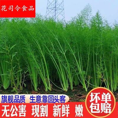 小茴香菜新鲜时令蔬菜农家嫩茴香苗大茴香