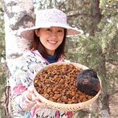 桦树茸野生白桦茸非俄罗斯进口特级正品 桦褐孔菌长白山天然胰岛素