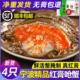 宁波整只红膏呛蟹酱母蟹咸呛蟹即食舟山海鲜生腌制梭子醉螃蟹醉蟹