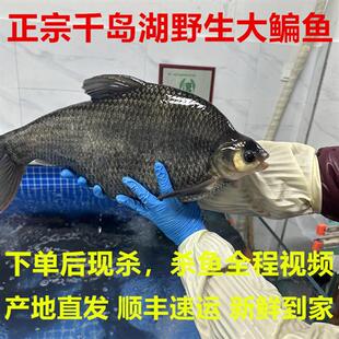正宗野外鳊鱼千岛湖大鳊鱼扁鱼武昌鱼鲳鱼新鲜活水产淡水活鱼现杀