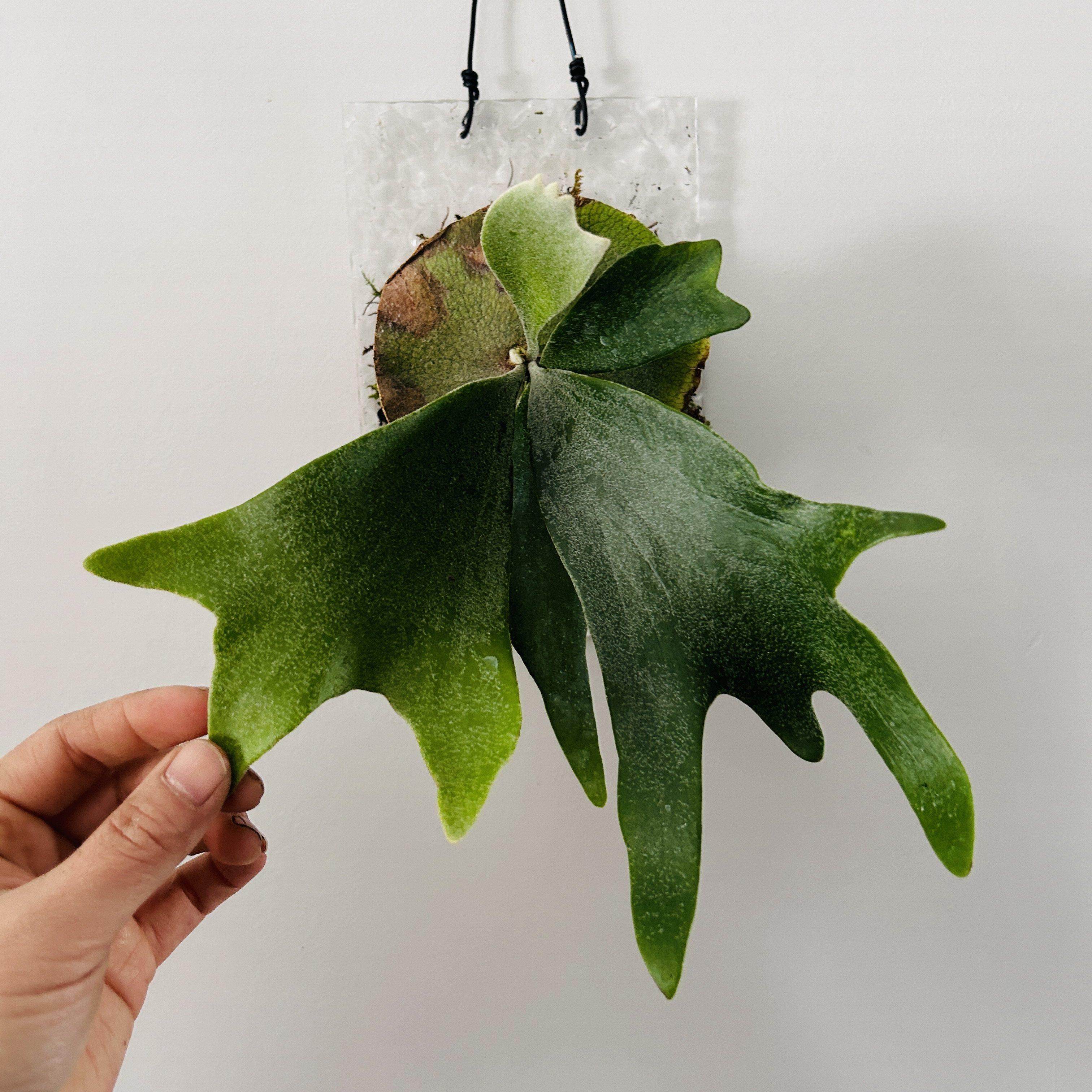 二岐鹿角蕨ins新奇植物北欧挂板植物森系墙挂附生蕨类懒人网红植,3C数码配件,USB多功能数码宝,淘宝优惠券,粉丝福利购,淘宝优惠卷