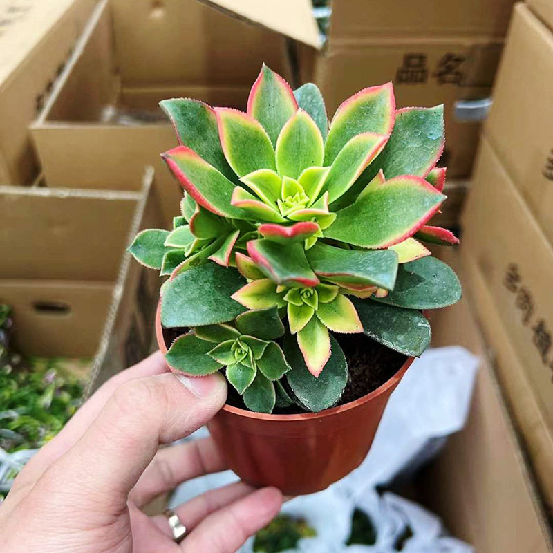 【基地直供】室内小盆栽办公环境布置绿植 多肉植物 (A110)艳日辉