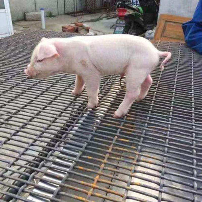 粪床镀锌钢筋养猪用育肥漏NRU粪网母猪产狗笼超硬猪网保育底加粗