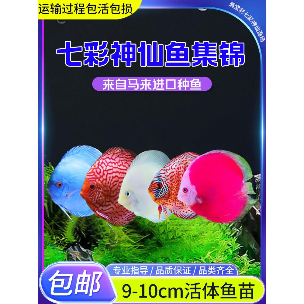 七彩神仙观赏鱼精品热带小型鱼活体鱼苗9-10财神鸽子血卡包损包邮