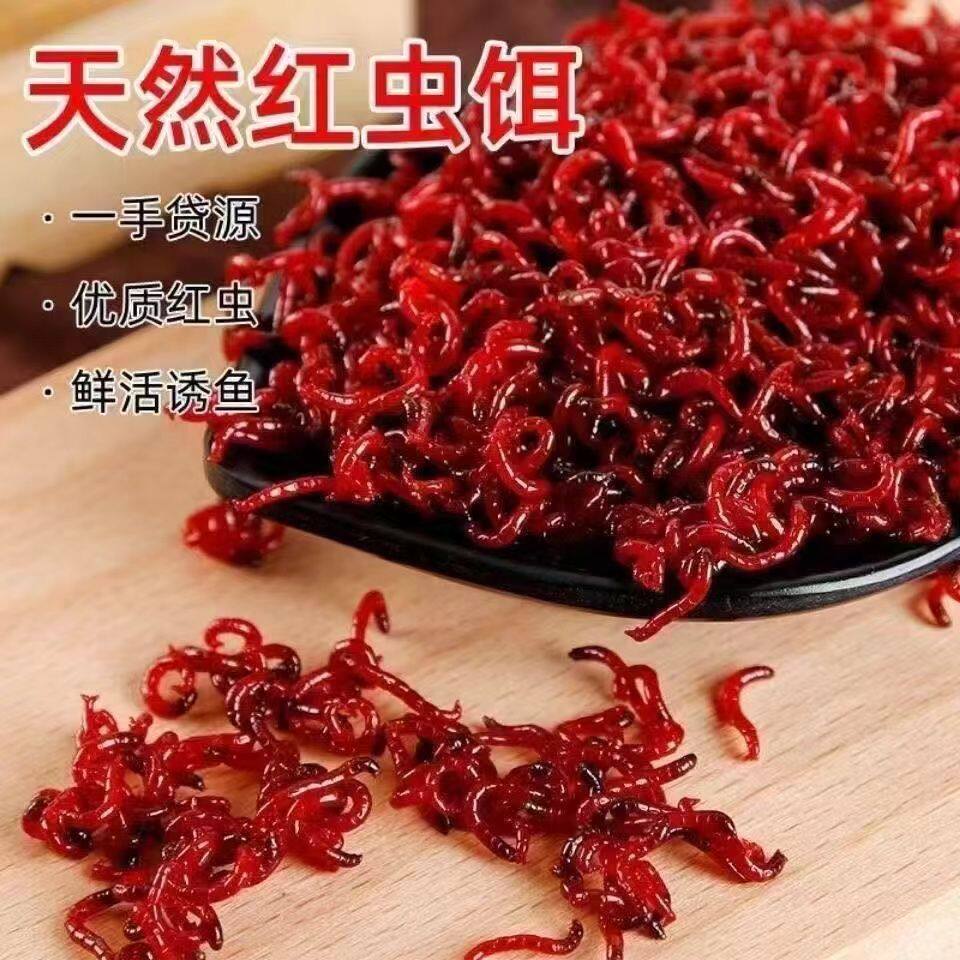 活体红虫新鲜活饵特大号鲜活挂钩公红虫垂钓批发野钓鱼饵料喂鱼饵