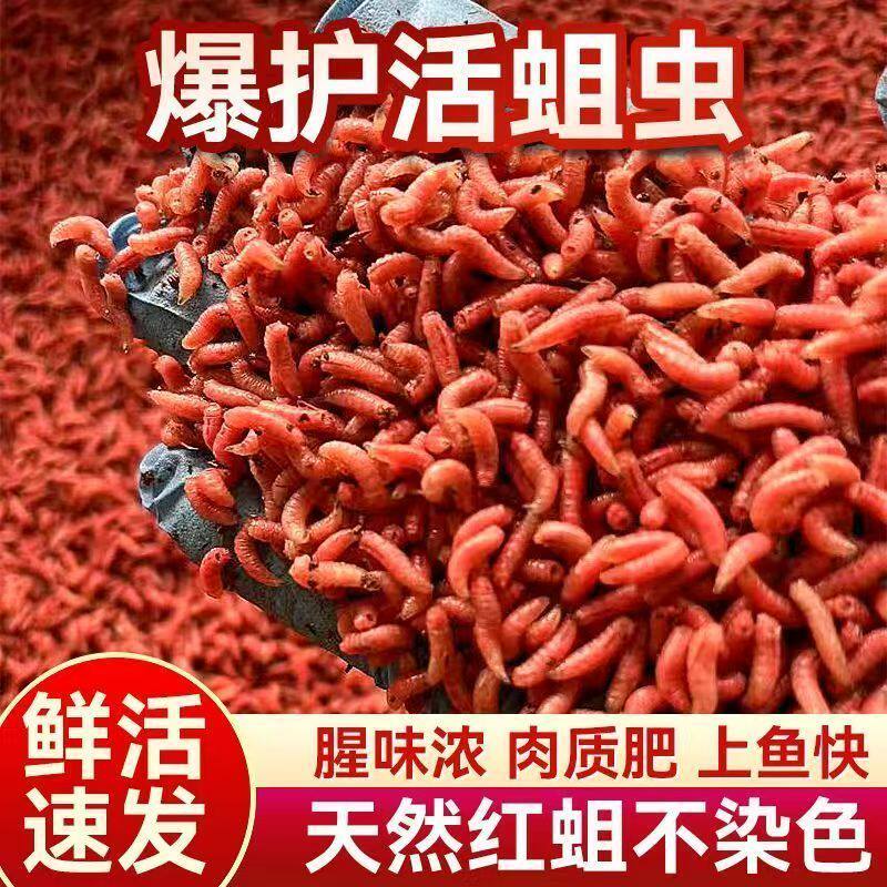 红蛆虫钓鱼钓鱼鱼饵溪流牙子活虫红色驱虫石斑白条马口鲫鱼饵料