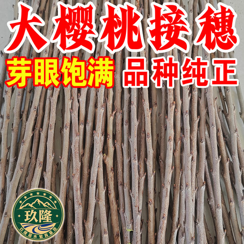 大樱桃接穗嫁接枝条车厘子枝条