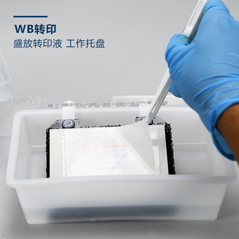 ern blot 通用托盘方盒 电泳存胶转印脱色染色 显影冲洗胶片