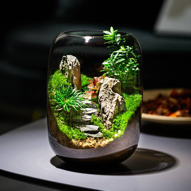 【青山】苔藓微景观摆件植物盆景办公室桌面生态缸好养绿植生刚逸