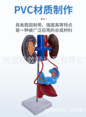 人体神系统血液27380循经环系统泌尿系统消化系统脊分泌内髓神经