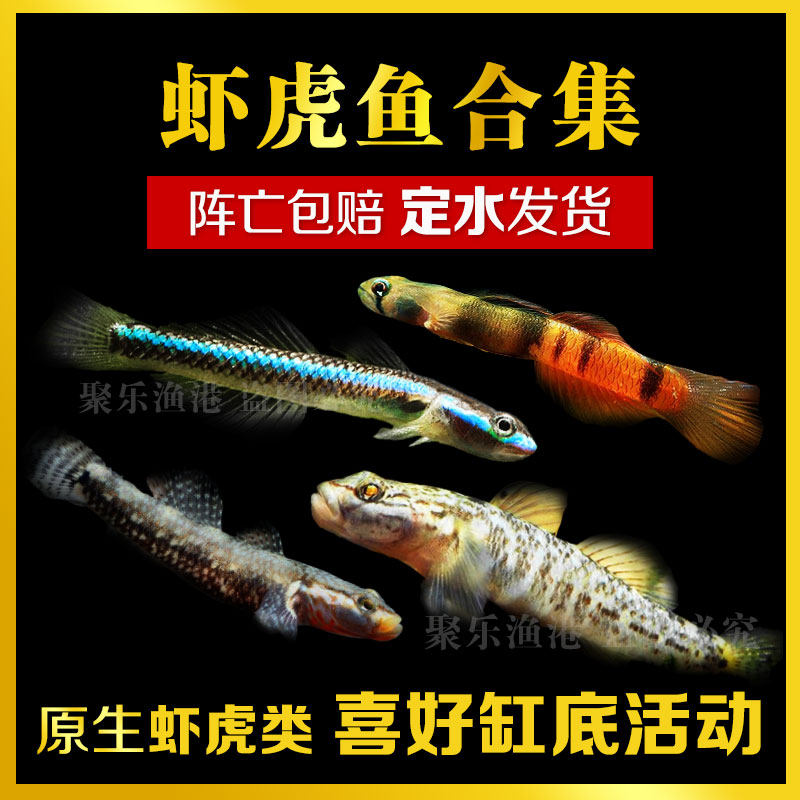 淡水观赏鱼底栖白面蓝面闪电白面褐吻红腰红唇虾虎黄金紫身枝桠