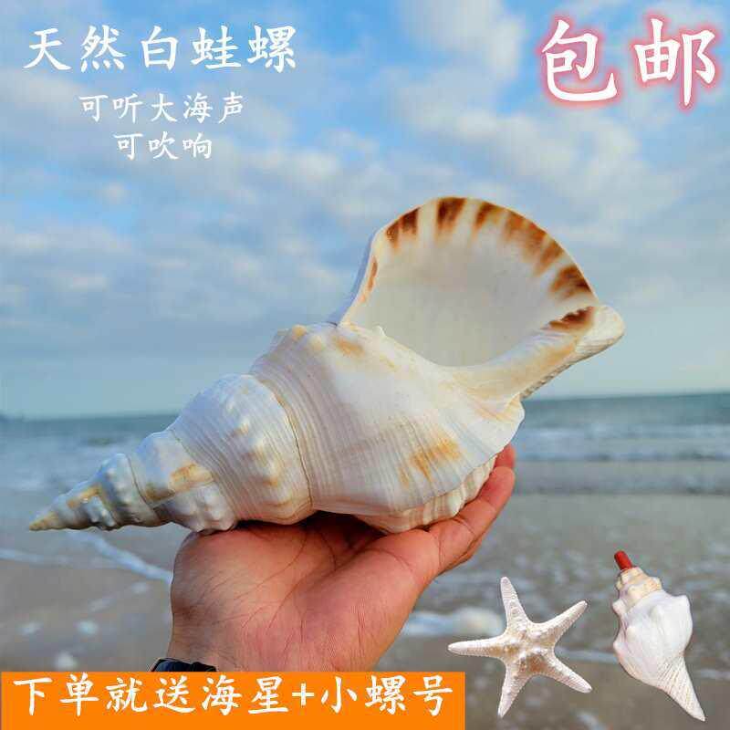 天然超F7665HJJ特海可吹响号螺角大白蛙螺大大贝壳海星鱼缸造景珊