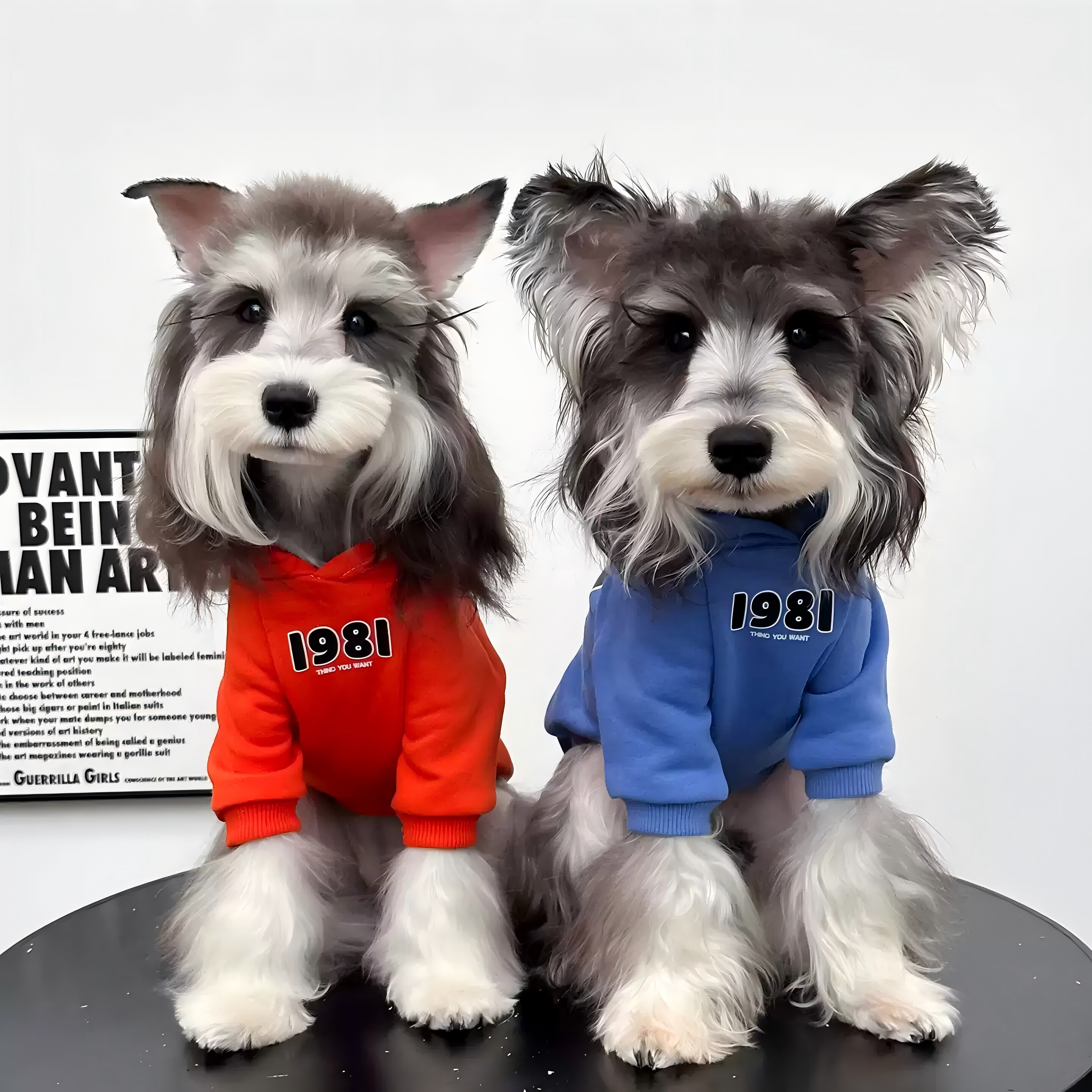 宠物卫衣狗狗带帽中小型犬新款雪纳瑞比熊博美柯基贵宾西高地休闲