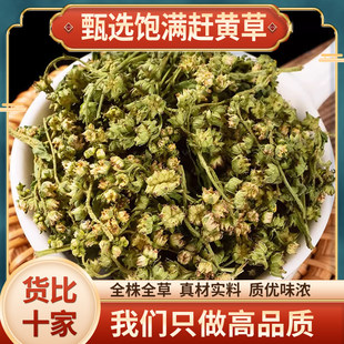 赶黄草中药材正品500g四川古蔺赶黄草全株赶黄草花叶子杆花蕾全草