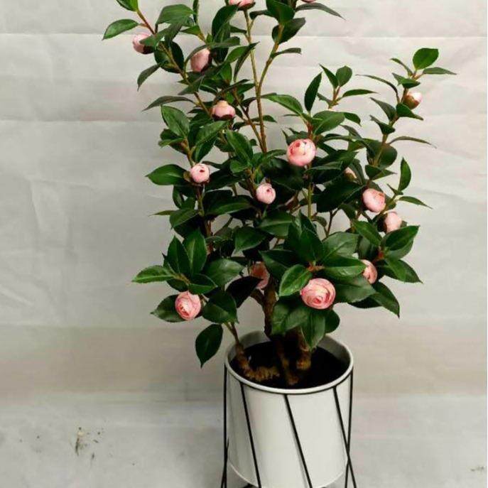 直厂家SKS供仿真花高端优雅室内装饰仿真茶花茶盆栽