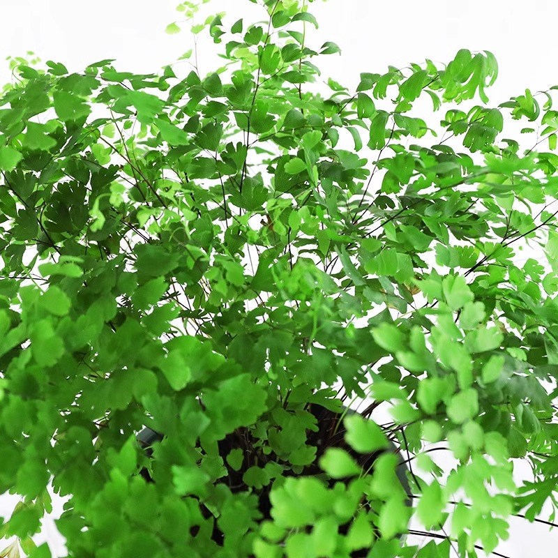 铁线蕨绿植盆栽客厅吸甲醛绿植凤尾蕨铁丝草室内耐阴狼尾蕨类植物
