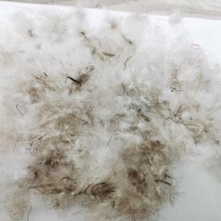 2011标灰鸭绒水洗羽绒蓬松大朵09国标90灰09灰填绒充原料