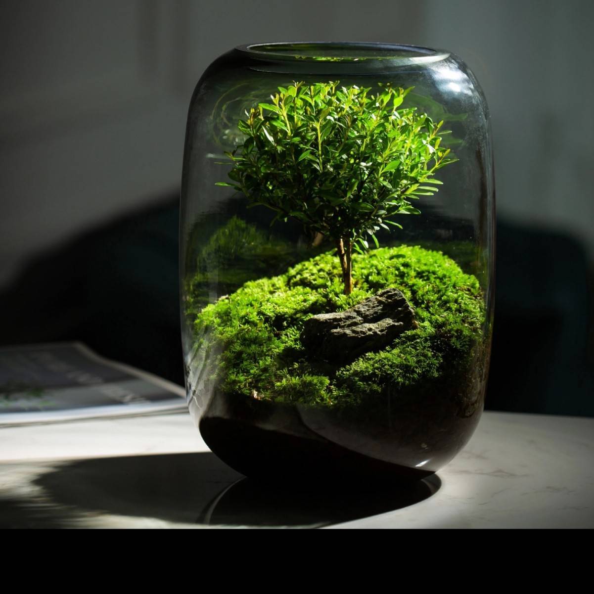 浅竺生命之树苔藓微景观摆件生态瓶办公室桌面生态缸绿植造景盆景