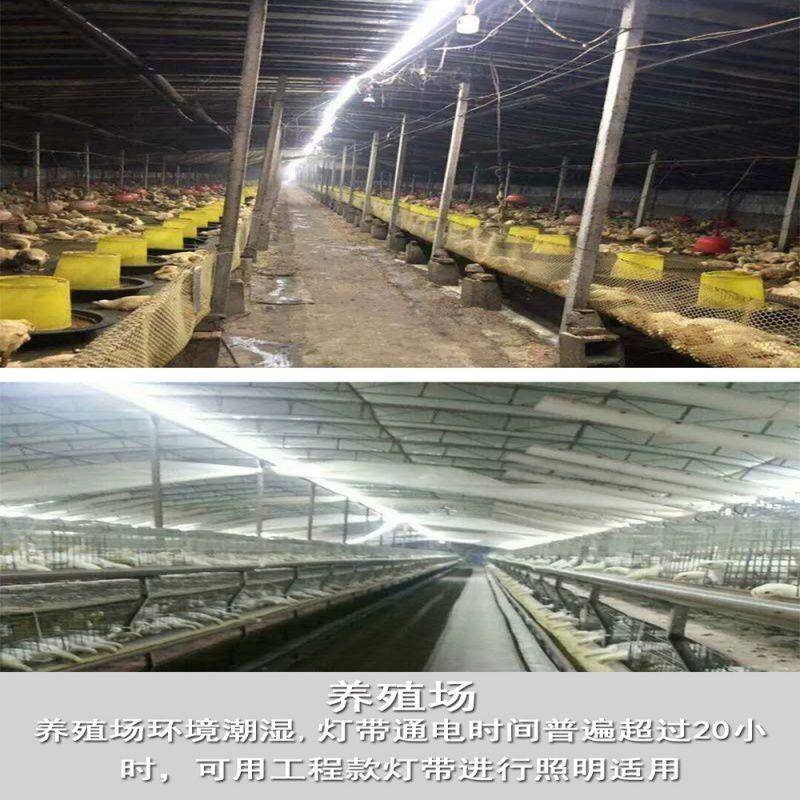 养HYX殖场舍专用灯带可调亮度调光照白鸡光暖光明防水户外灯