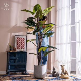 阔叶植物虹芋假树栽室内客厅彩绿HYS植景装盆饰造摆件高端仿生植