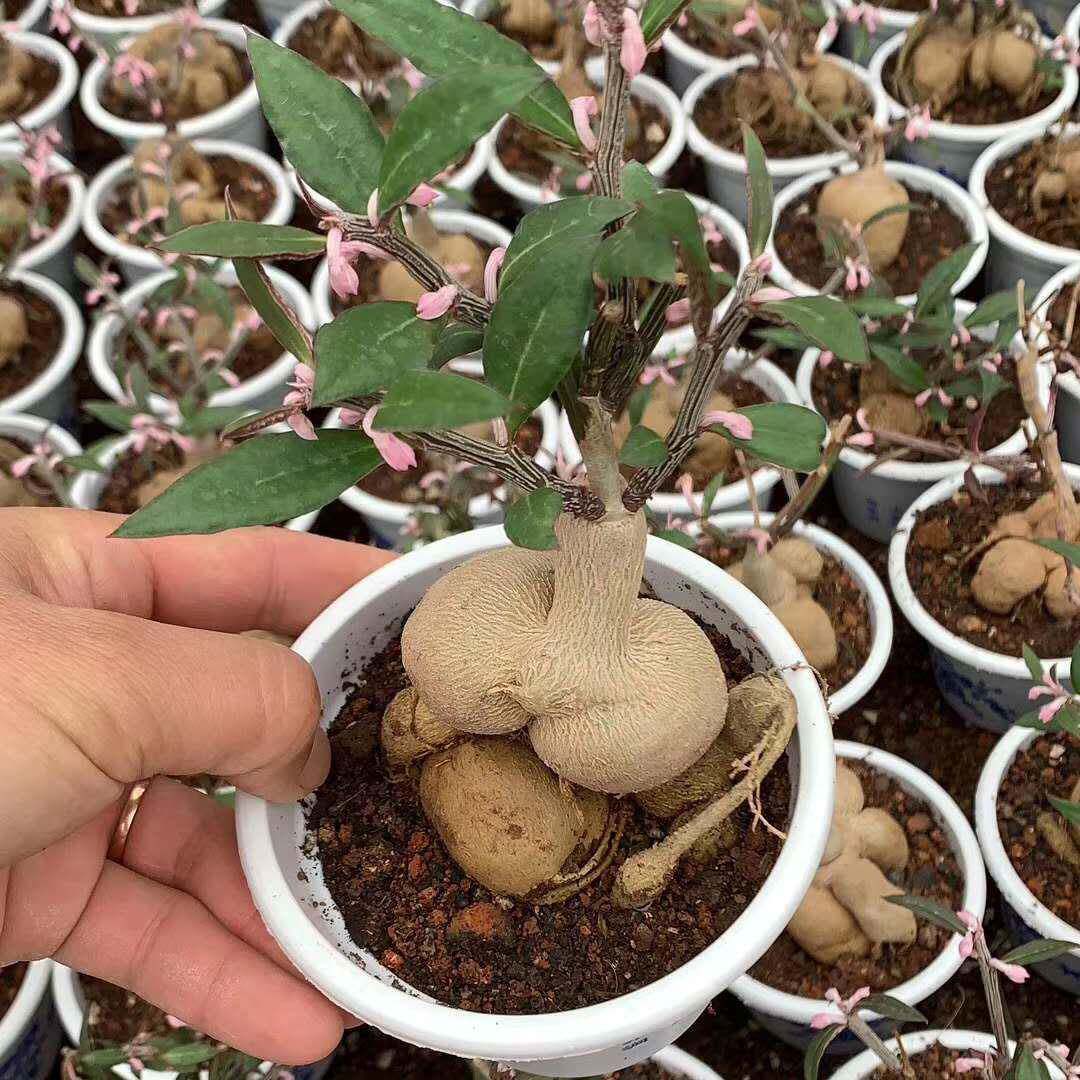 多肉植物盆栽多肉人参大吉植物花卉盆栽人参居大家吉