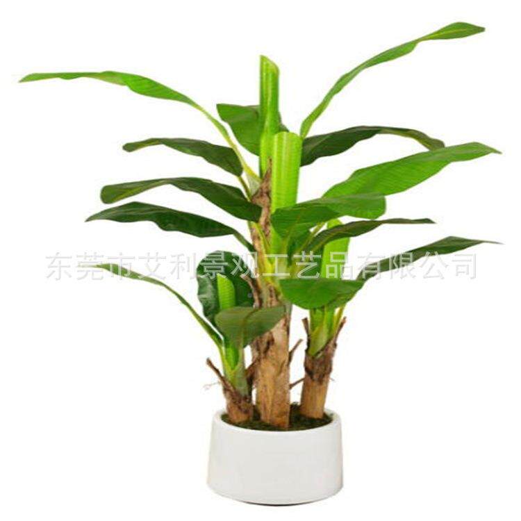 院植物蕉树家绿居庭AL-BJS-0装饰盆栽热芭带植香蕉树假树盆景