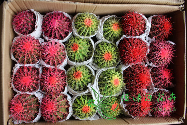 【基地直供】吸甲醛植物小盆栽仙人球 美琥混合装 3个颜色