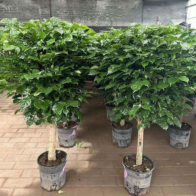 绿宝盆子绿植幸NUW福树大叶幌伞菜豆树枫室内外园艺绿化花卉