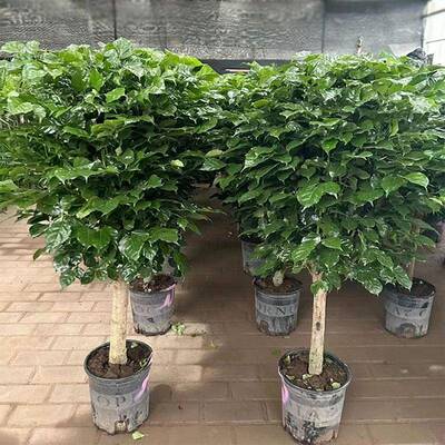 绿宝盆子绿植幸NUW福树大叶幌伞菜豆树枫室内外园艺绿化花卉