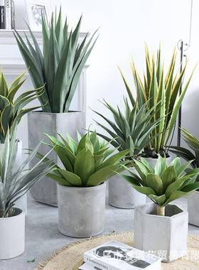 假仿OYK真植盆绿景剑麻大叶剑物兰沙漠植热带橱窗造景装饰植物现