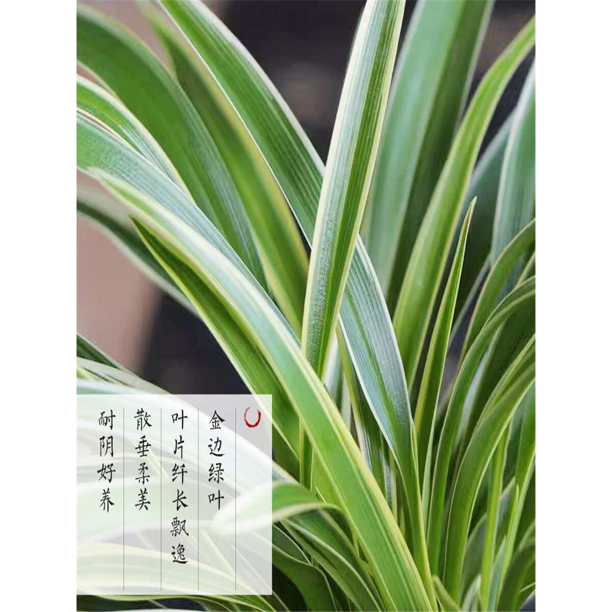 金边吊兰植物室内好养花卉盆栽净化空气吸除甲醛水养水培垂吊常青