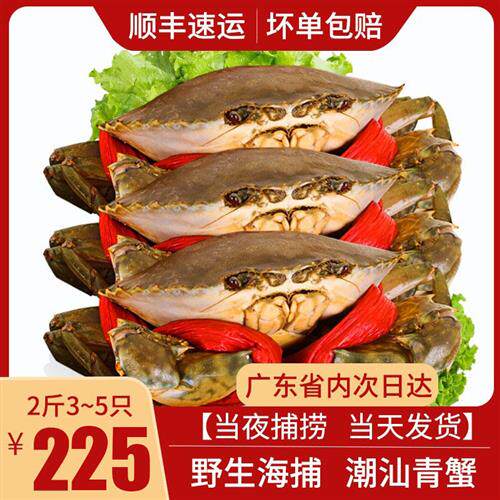潮汕野生青蟹鲜活红膏肉蟹膏母蟹特大超大黄油蟹螃蟹广东2斤3-5只