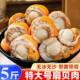 扇贝肉特大号新鲜冷冻红贝带黄商用火锅捞汁小海鲜食材半成品