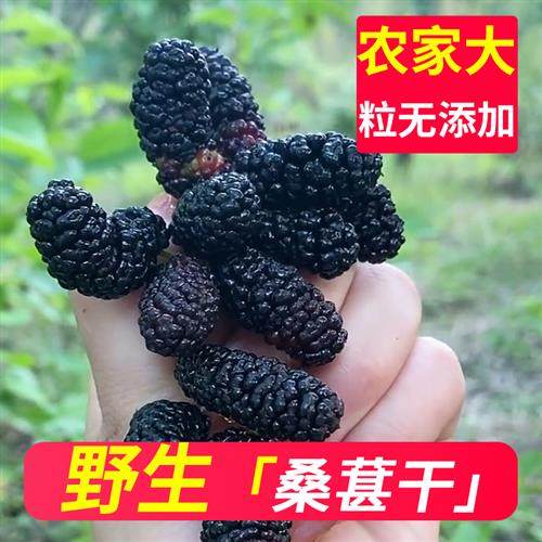 四川野生黑桑葚干特别级枸杞桑葚干果中药材组合泡水茶即食360克,零食/坚果/特产,桑椹干,淘宝优惠券,粉丝福利购,淘宝优惠卷