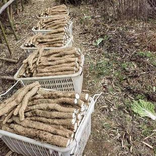 恩施利川团堡特产石板岭新鲜高山红皮米铁棍山药粉糯农家产地现挖