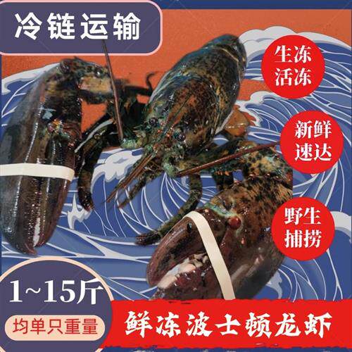 波士顿龙虾特大活冻波龙海鲜水产新鲜活冻龙虾冰鲜冷冻大龙虾包邮