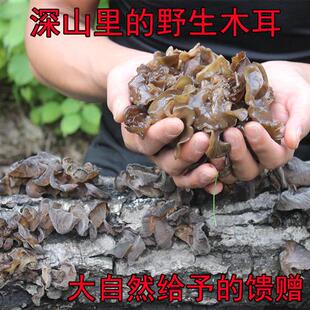 纯野生黑木耳山秋木耳干长白山东北特产木耳特干货级散装无根500g
